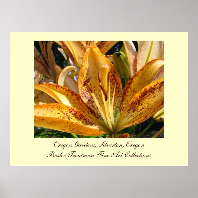 Oregon Gardens Silverton Golden Lily Flowers Poster (Front)