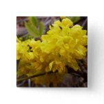 Oregon Grape Flowers Yellow Wildflowers Button
