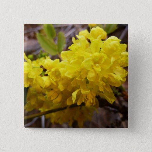 Oregon Grape Flowers Yellow Wildflowers Button