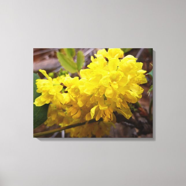 Oregon Grape Flowers Yellow Wildflowers Canvas Print (Front)