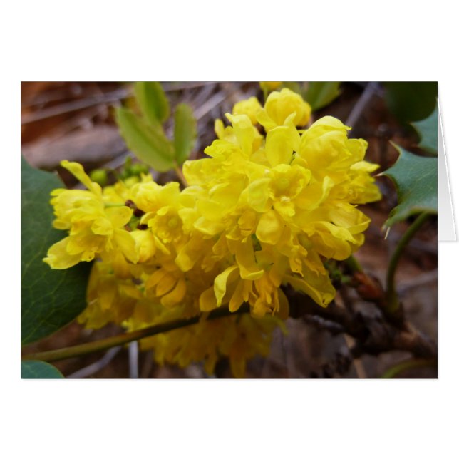 Oregon Grape Flowers Yellow Wildflowers Cards (Front Horizontal)