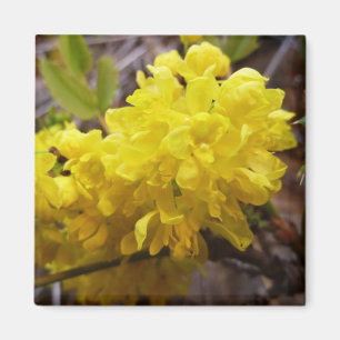 Oregon Grape Flowers Yellow Wildflowers Magnet