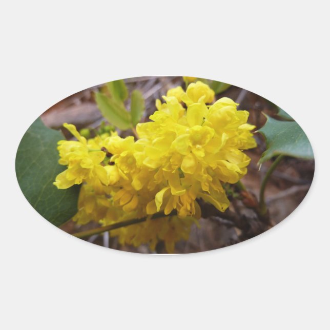 Oregon Grape Flowers Yellow Wildflowers Oval Sticker (Front)