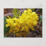 Oregon Grape Flowers Yellow Wildflowers Postcard