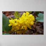 Oregon Grape Flowers Yellow Wildflowers Poster