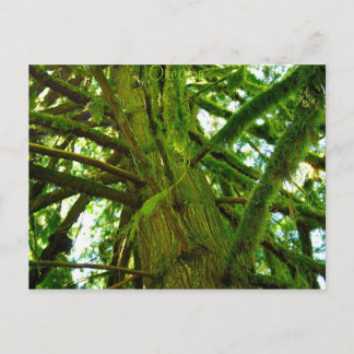 Oregon Green Postcard
