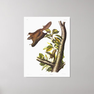 Oregon (Humboldt's) Flying Squirrel by Audubon Canvas Print