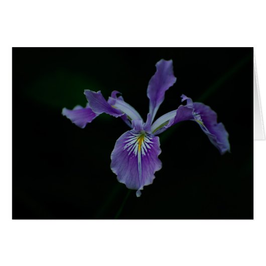 Oregon Iris 02 Cards (Front Horizontal)