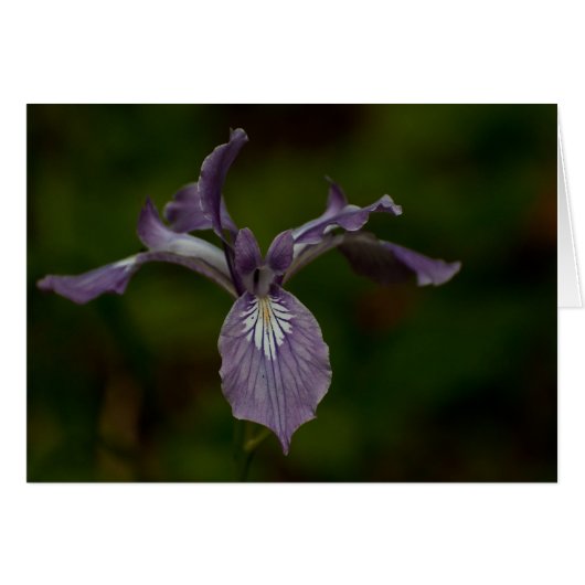 Oregon Iris Cards (Front Horizontal)