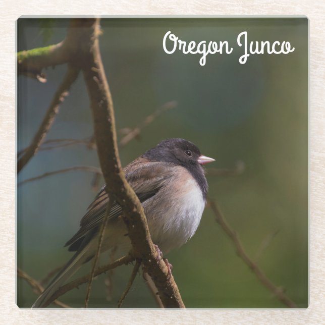 Oregon Junco Glass Coaster (Front)