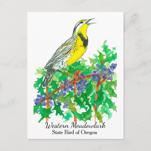 Oregon State Flower Bird Meadowlark Postcard