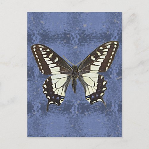 Oregon Swallowtail Butterfly Postcard