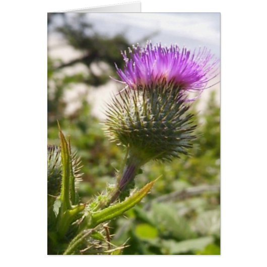 Oregon Thistles Cards (Front)