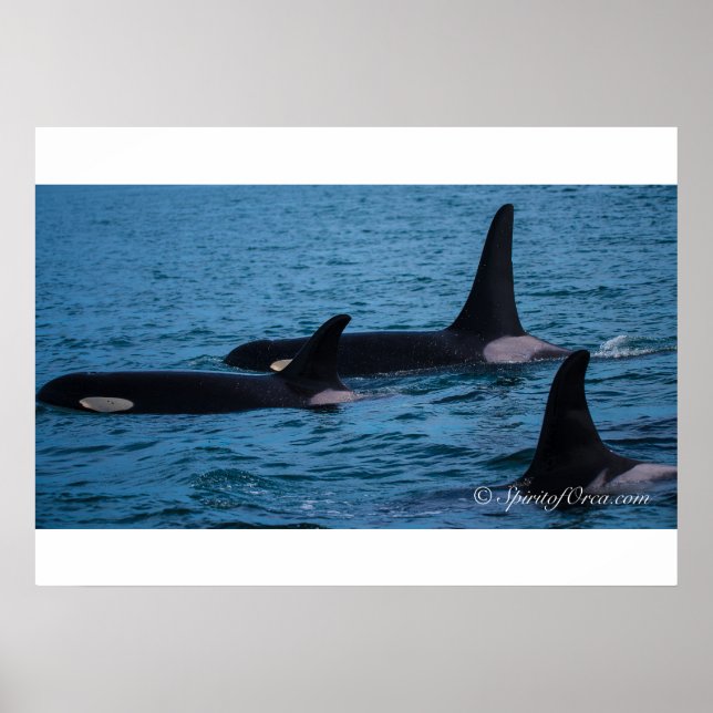 Oreo, Cookie and DoubleStuf Poster (Front)