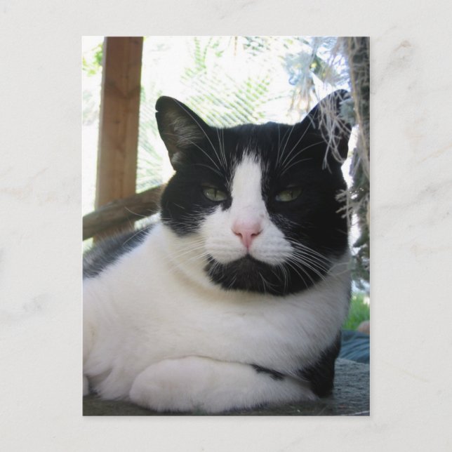 Oreo the cat postcard (Front)