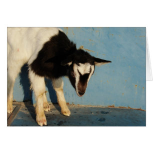 Oreo The Goat Kid Cards