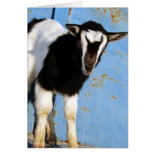 Oreo The Goat Kid Cards