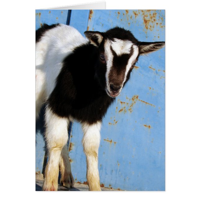 Oreo The Goat Kid Cards (Front)