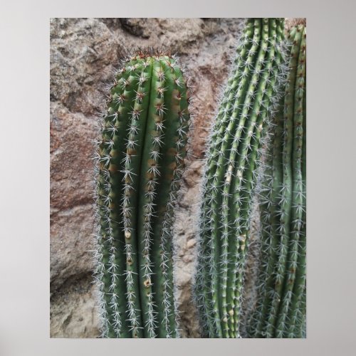 Organ Pipe Cactus Southwest Cacti Wall Decor