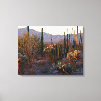 Organ Pipe National Monument Canvas Print