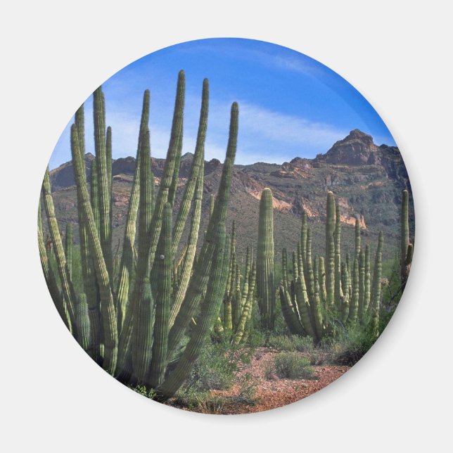 Organ Pipes In Desert Magnet (Front)
