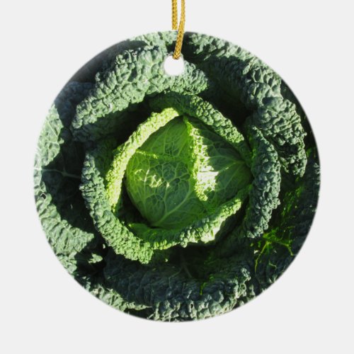 Organic Savoy cabbage in field Ceramic Ornament