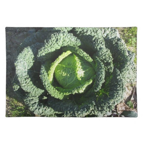 Organic Savoy cabbage in field Cloth Placemat