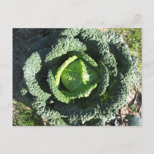 Organic Savoy cabbage in field Holiday Postcard