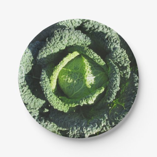 Organic Savoy cabbage in field Paper Plates