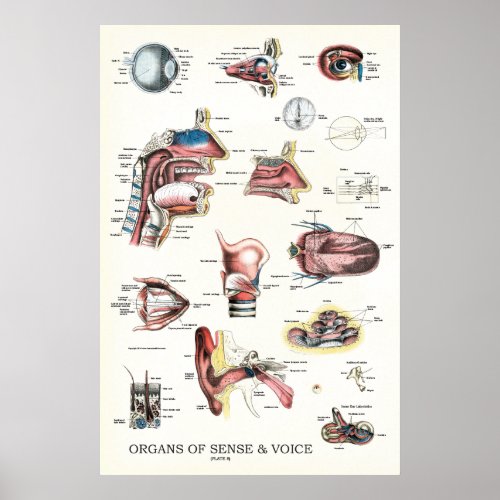 Organs of Sense Voice Anatomy Nose Throat Poster