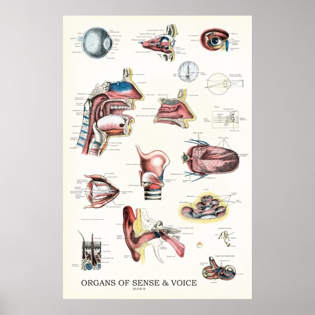 Organs of Sense Voice Anatomy Nose Throat Poster (Front)