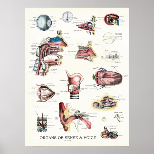 Organs of Sense Voice Anatomy Nose Throat Poster (Front)