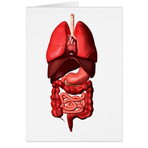 Organs Of The Respiratory And Digestive Systems