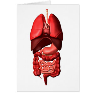 Organs Of The Respiratory And Digestive Systems Cards
