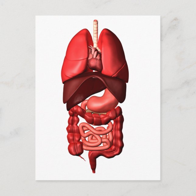 Organs Of The Respiratory And Digestive Systems Postcard (Front)