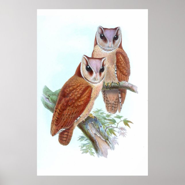 Oriental Bay Barn Owl  T-Shirt Poster (Front)