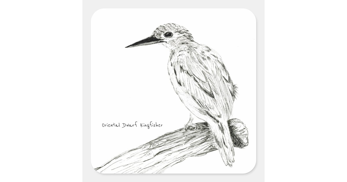 Oriental Dwarf Kingfisher In Pen Drawing Square Sticker Zazzle Com