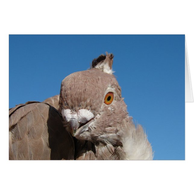 Oriental Frill Pigeon Cards (Front Horizontal)