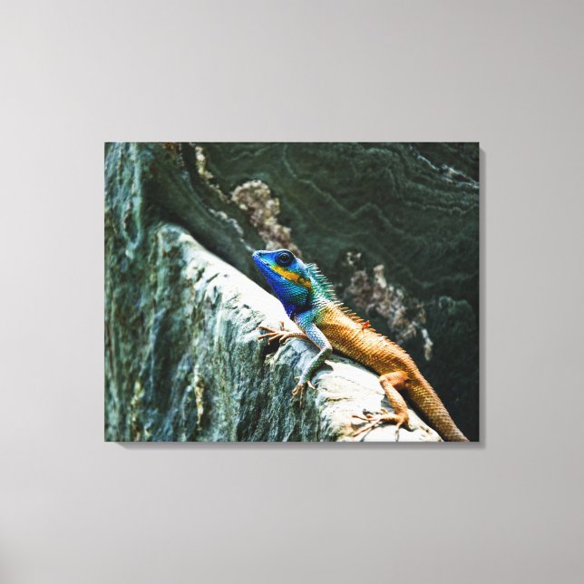 Oriental Garden Lizard - Wrapped Canvas Print (Front)