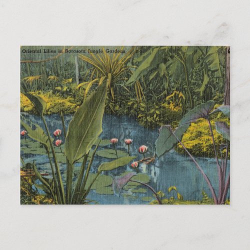 Oriental Lilies Sarasota Florida Vintage Postcard