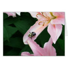 Oriental Lily with Bee