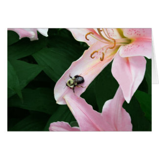 Oriental Lily with Bee