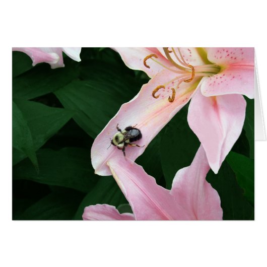 Oriental Lily with Bee Cards (Front Horizontal)