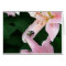 Oriental Lily with Bee