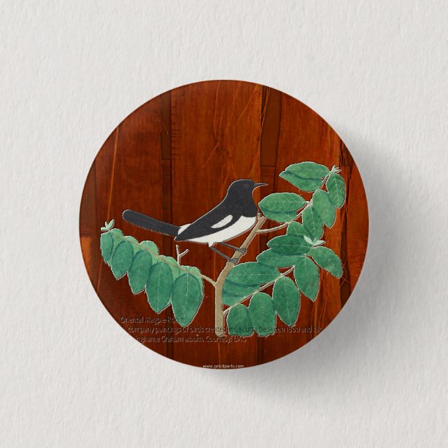 Oriental Magpie-Robin Button (Front)