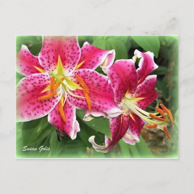 Oriental Pink Stargazer Lily / Garden Postcard (Front)