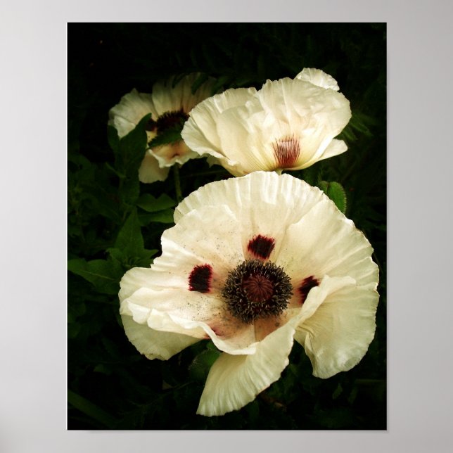 Oriental Poppies Cream Poster (Front)