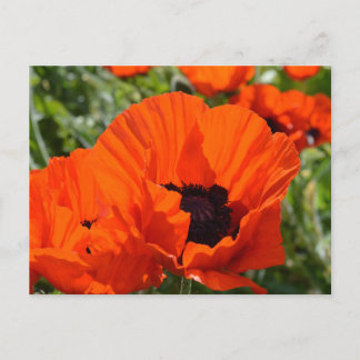 Oriental Poppies (Papaver orientale) Postcard