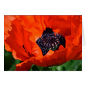 Oriental Poppy (Front Horizontal)