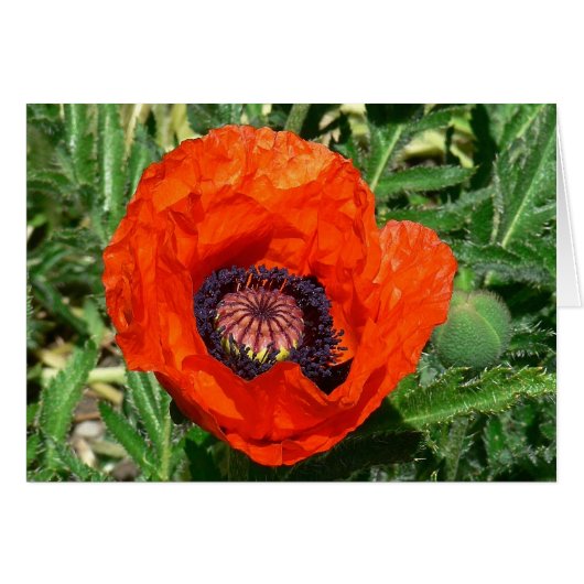 Oriental Poppy Cards (Front Horizontal)